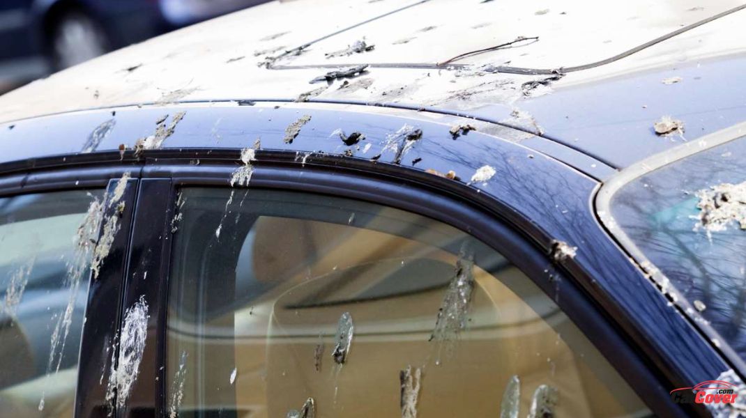 How to Remove Bird Poop Stains from Car Body?